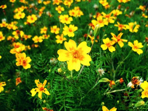 flower meadow flowers yellow