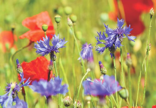 flower meadow  flowers  wildflowers