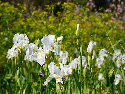 flower meadow  nature  flowers