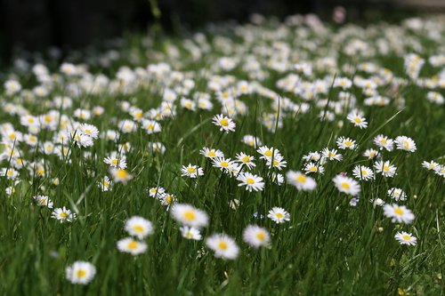 flower meadow  daisies  daisy