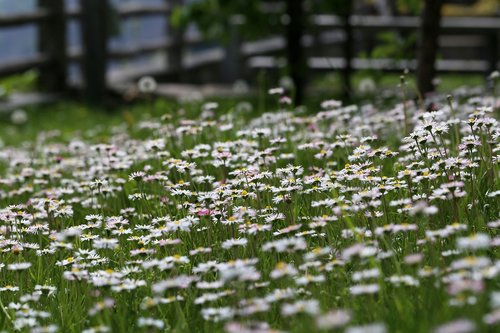 flower meadow  daisy  spring