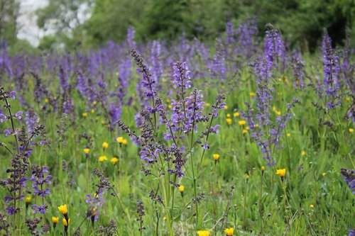 flower meadow  wild sage  wildflowers