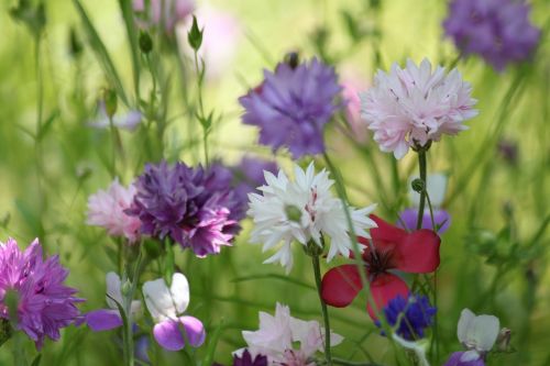 flower meadow summer flowers flowers