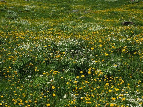 flower meadow alphabet flowers