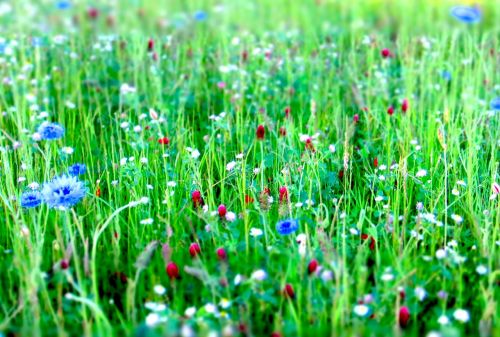 flower meadow flowers meadow