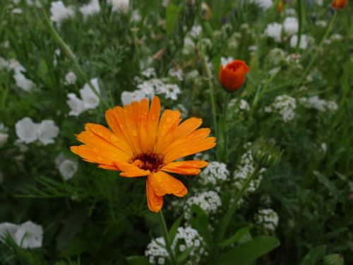 flower meadow spring meadow flowers