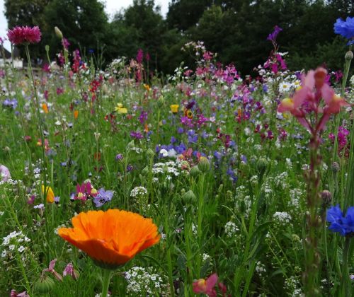 flower meadow spring meadow flowers