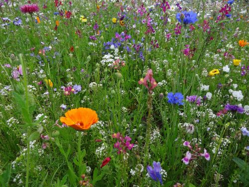 flower meadow spring meadow flowers