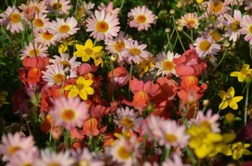 flower meadow flowers plant