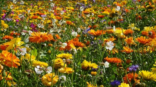 flower meadow flowers field of flowers