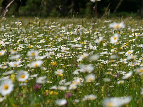 flower meadow margaret summer