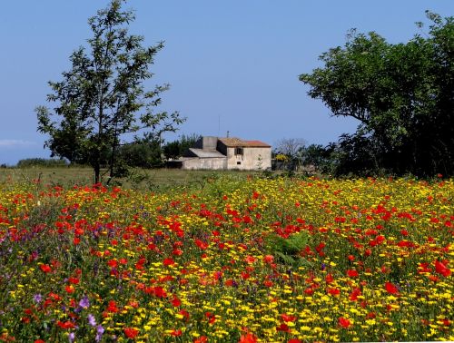 flower meadow summer meadow flowers