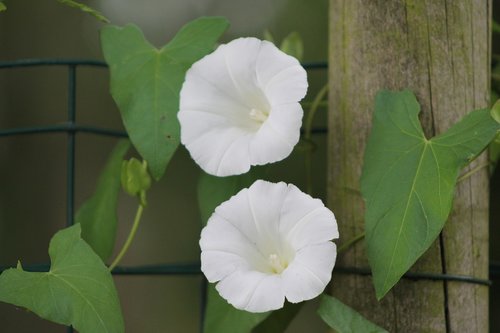 flower nature  summer flowers  garden