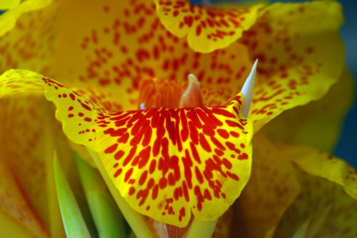 flower of banana flowers yellow flower