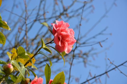 flower of camellia camellia pink nature