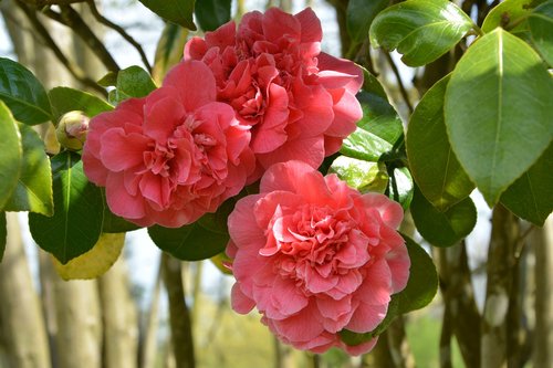 flower of camellia  camellia pink  shrub flower