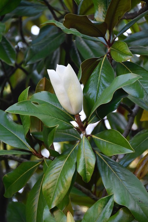 flower of camellia  white flower  green leaves