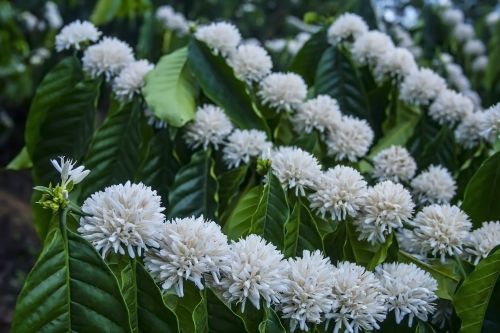 Flower Of Coffee Trees