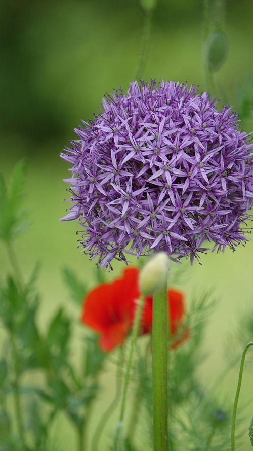 flower of garlic  nature  garden