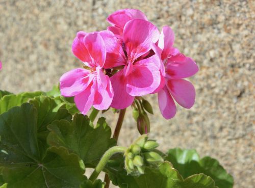 flower of geranium pink geranium