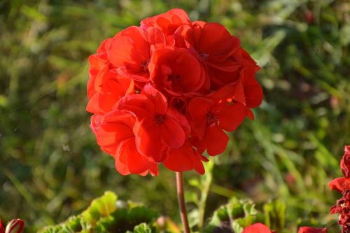flower of geranium red garden