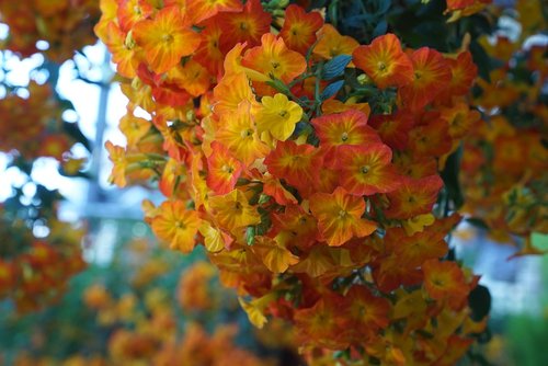 flower of hokkaido  spring  nature