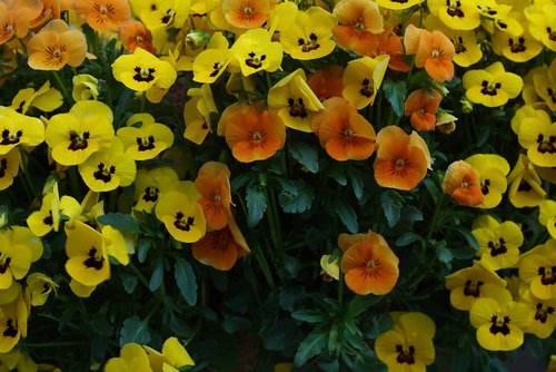 flower of hokkaido  spring  nature