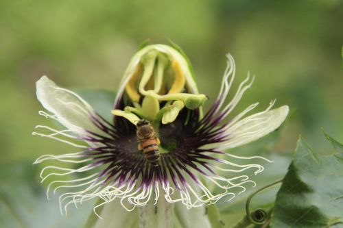 flower of passion fruit bee nature