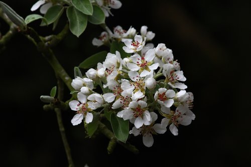 flower of pear  poirier  nature