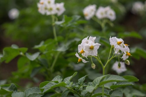flower of potato potato field potatoes