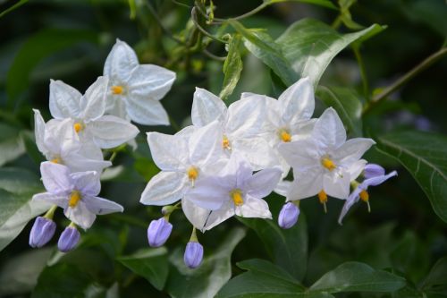 flower of potato white garden