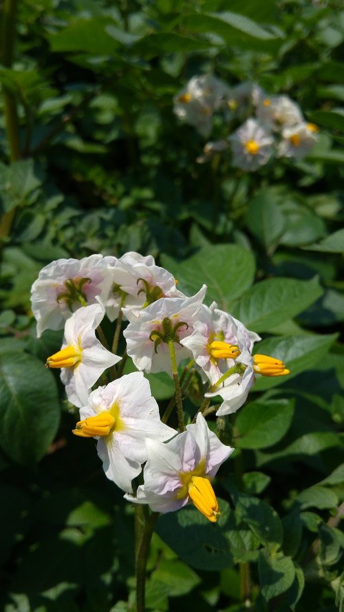 flower of potato  food  pimfrit