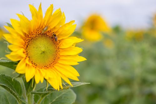 flower of sunflower nature flower