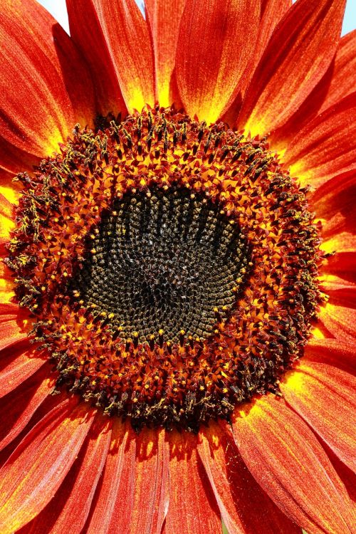 flower of sunflower red flowers