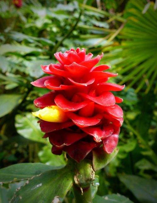 flower of the bearded kostwurz red velvet ginger costus barbatus