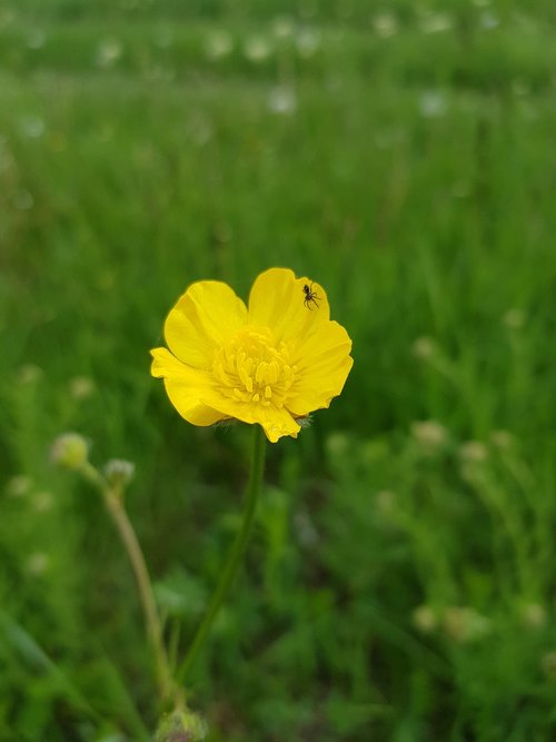 flower of the field  yellow  green