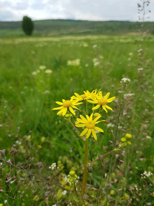 flower of the field  yellow  field