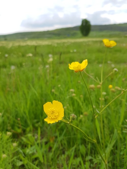 flower of the field  yellow  field
