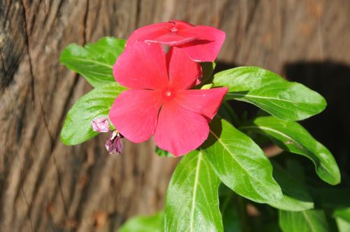 flower of the field flower red