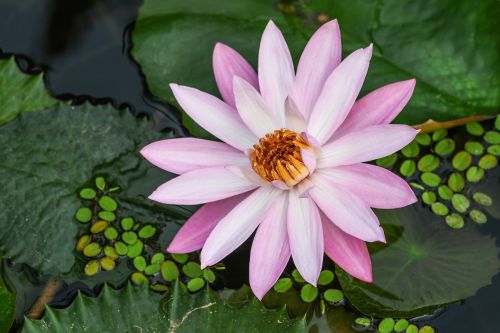 flower of water-lily aquatic plant flower