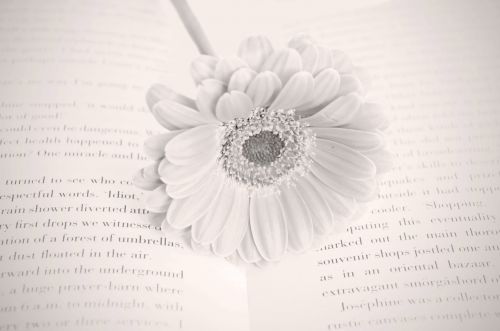 Flower On The Book