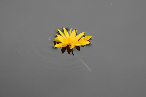 flower on the water yellow nature