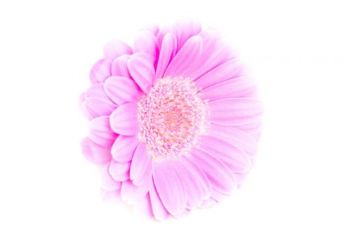 Flower On The White Background