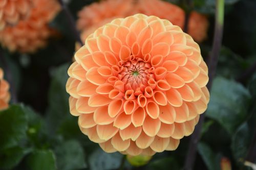 flower orange garden parterre