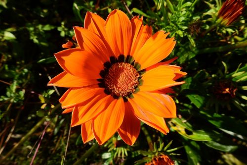 flower orange beauty plant