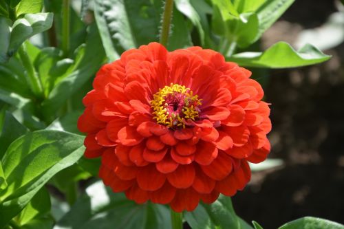 flower orange-red plant nature