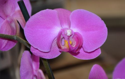 flower orchid violet colour decoration