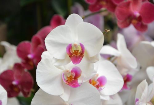 flower orchid white color decoration
