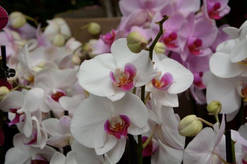 flower orchid white decoration gift