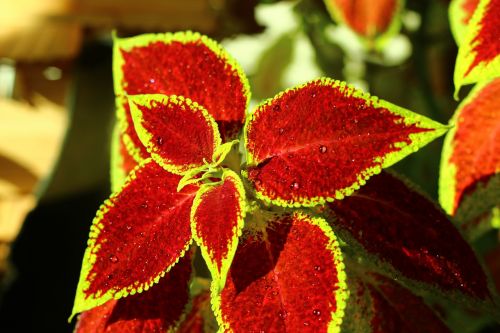 flower petals drops the leaves are